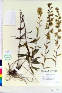 Solidago petiolaris image