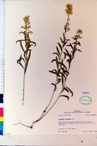 Solidago petiolaris image