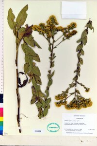 Solidago rigida image