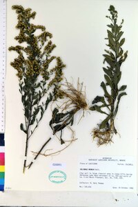 Solidago radula image