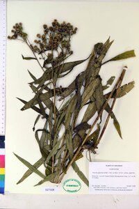 Vernonia gigantea subsp. gigantea image