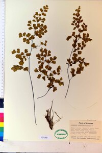 Adiantum capillus-veneris image