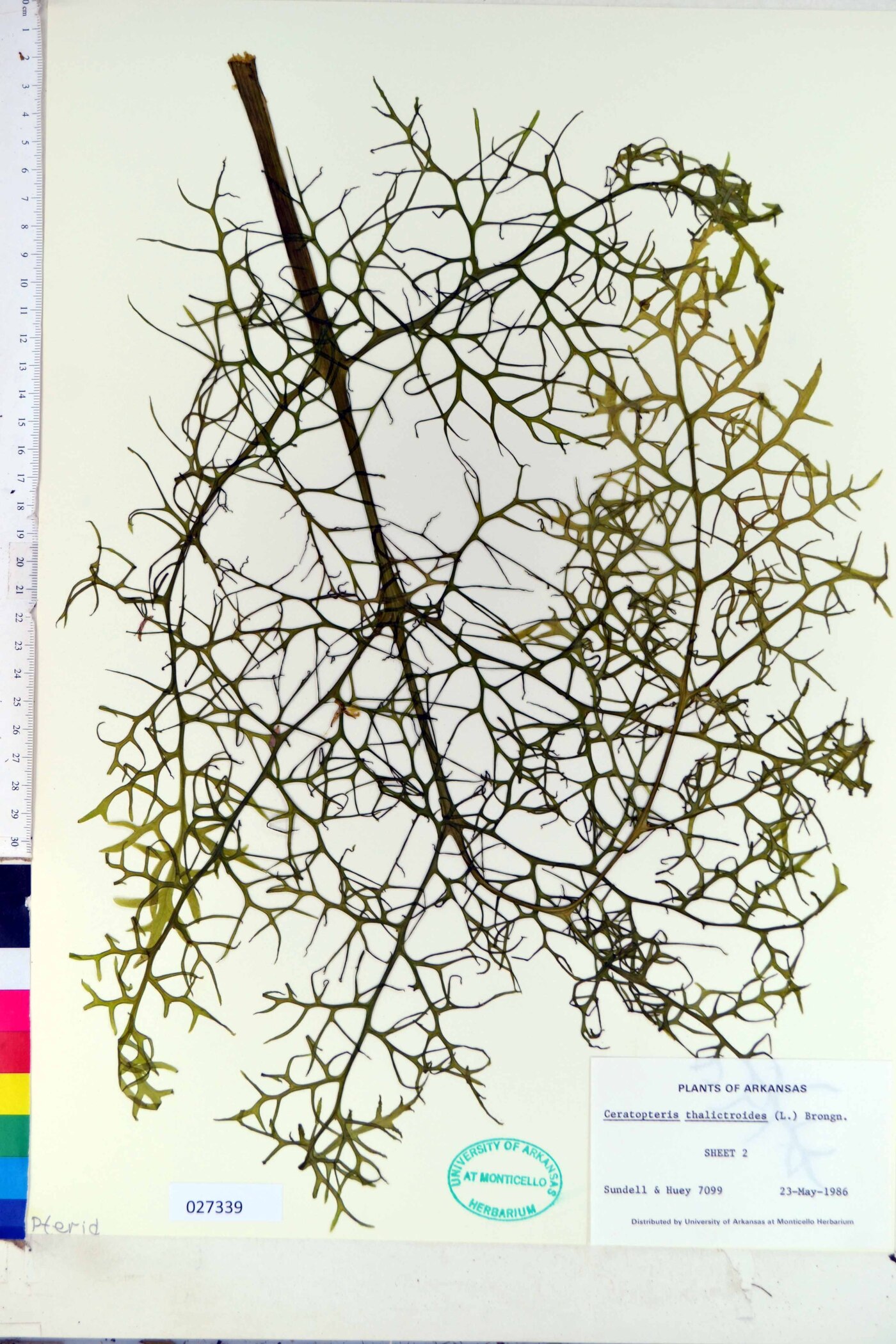 Ceratopteris thalictroides image