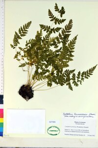 Cystopteris × tennesseensis image