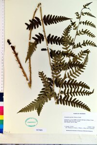 Dryopteris australis image