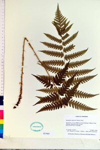 Dryopteris celsa image