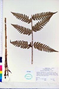 Dryopteris celsa image