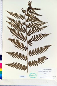 Dryopteris celsa image