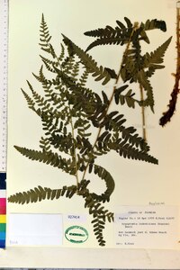 Dryopteris ludoviciana image