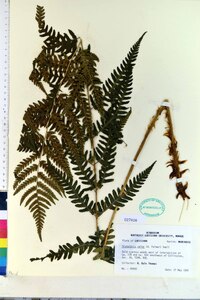 Dryopteris celsa image