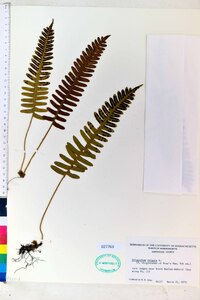 Polypodium vulgare image