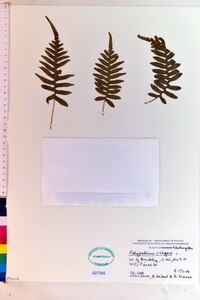 Polypodium vulgare image