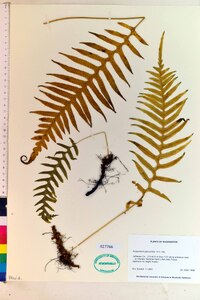 Polypodium glycyrrhiza image