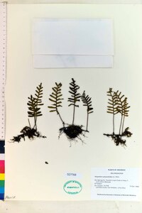 Polypodium polypodioides image