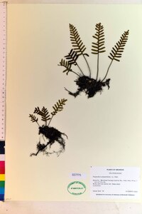 Polypodium polypodioides image