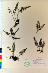 Polypodium polypodioides image