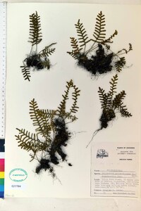 Polypodium polypodioides image