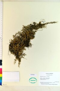 Selaginella rupestris image