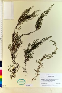 Selaginella oregana image