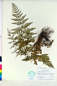 Woodsia obtusa subsp. occidentalis image