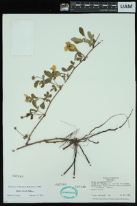 Rubus trivialis image