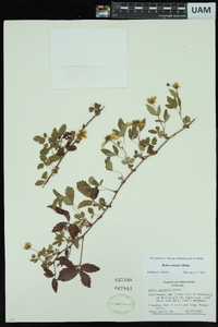 Rubus trivialis image