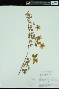 Rubus flagellaris image