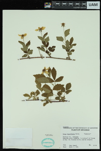 Rubus flagellaris image