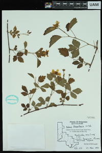 Rubus flagellaris image