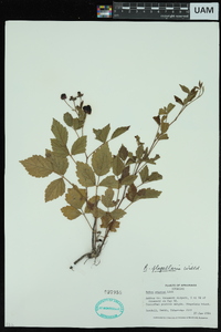 Rubus flagellaris image