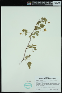 Rubus flagellaris image