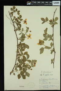 Rubus flagellaris image