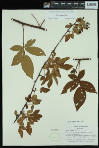 Rubus argutus image