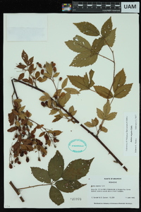 Rubus argutus image