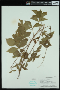 Rubus flagellaris image