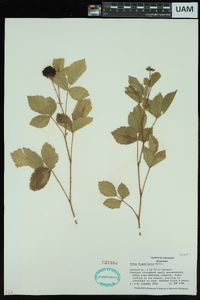 Rubus flagellaris image