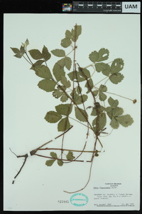 Rubus flagellaris image