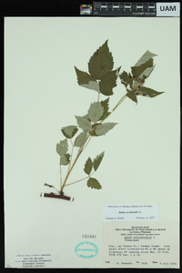 Rubus occidentalis image