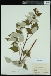 Rubus occidentalis image