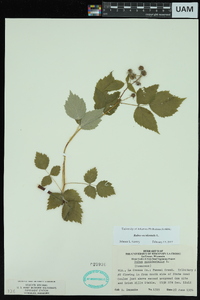 Rubus occidentalis image