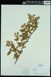 Rubus argutus image