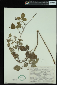 Rubus flagellaris image