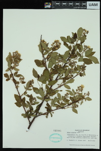 Rubus argutus image