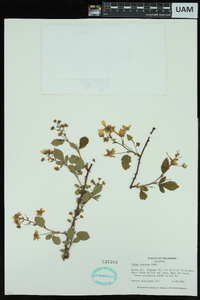 Rubus argutus image