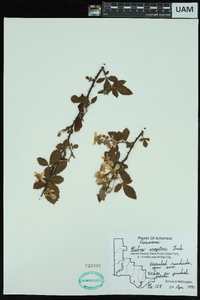 Rubus argutus image