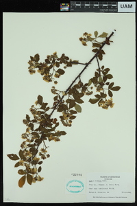 Rubus argutus image