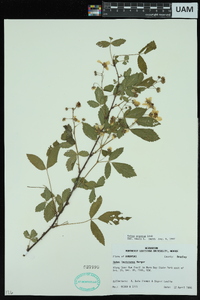 Rubus argutus image