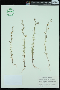 Triodanis leptocarpa image