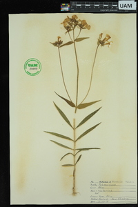 Phlox glaberrima image