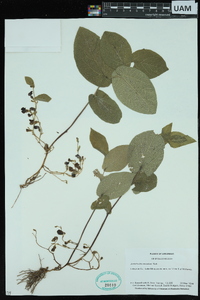 Aristolochia reticulata image